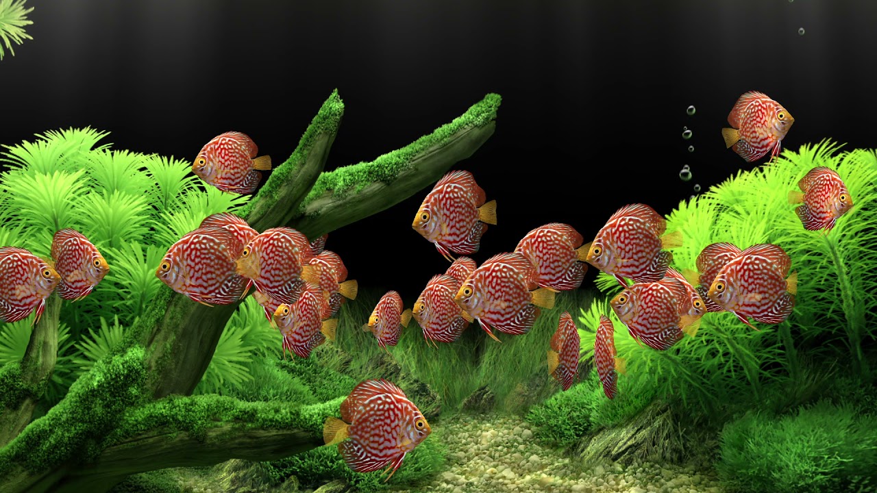 Red Tiger Discus Aquarium Stunning Fish Tank With Real Water Sounds🐟🐠Relax🦈🐬❤️👍