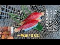 美味しいみょうがの寿司！「簡単みょうがの甘酢漬けの作り方」