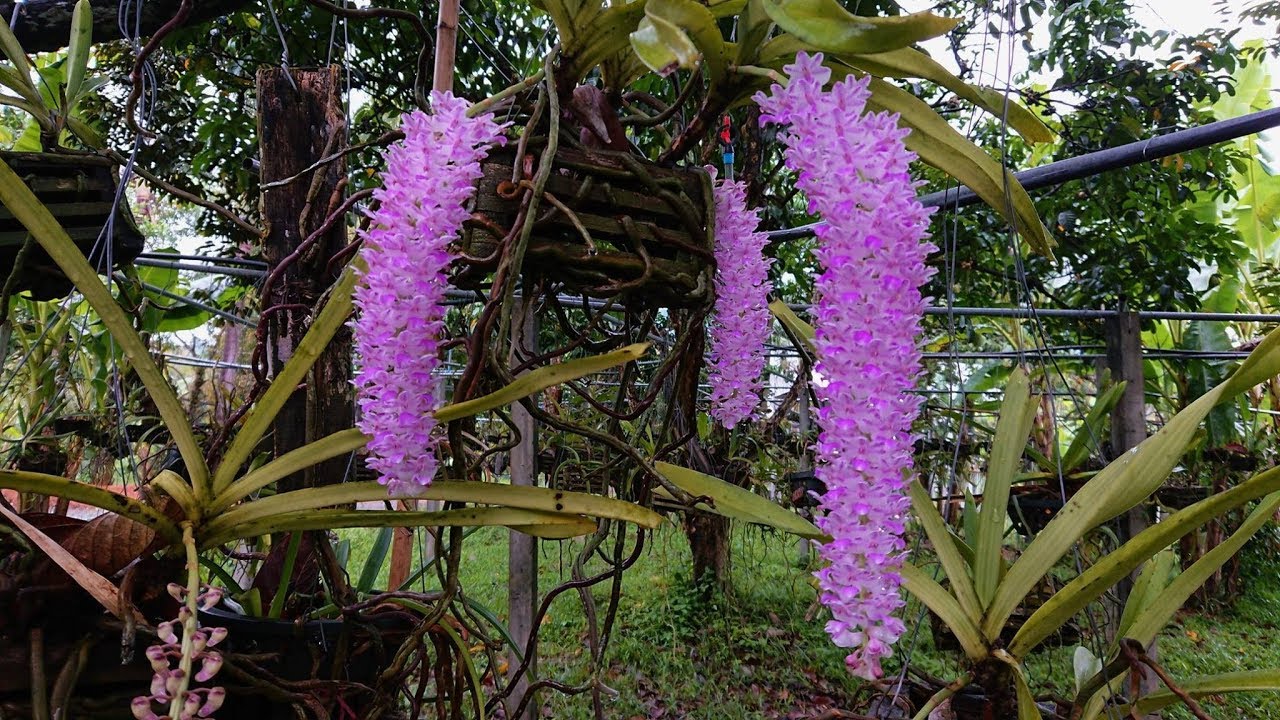 เอื้องไอยเรศ,เอื้องหางหระรอก,เอื้องพวงมาลัย,Rhynchostylis Retusa