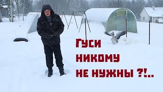 Гуси не нужны?//Начинаем строительный сезон-2024!