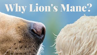 Lion's Mane: The Cognitive-Boosting Mushroom for Pets