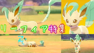 ポケモンキャンプ 25 可愛い カッコいいリーフィア特集 Youtube