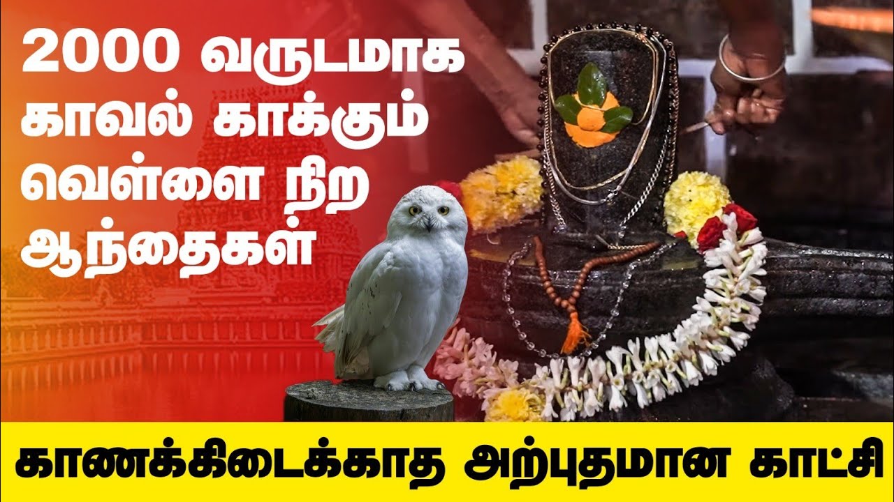 🙏வேண்டியதை தரும் வரமுக்தீஸ்வரர்.! - Sri Varamuktheeswarar Sivan Temple | Erumaivettipalayam | Athur