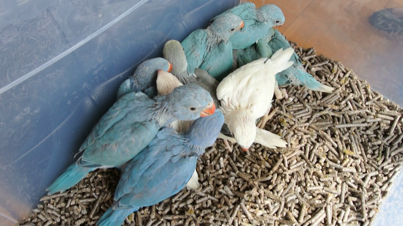 Ringneck babies violet, cobalt, blue, cremino - YouTube