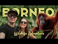 10 DAYS IN SABAH, BORNEO - Sepilok Orangutans, Kinabatangan River Cruise and Semporna Diving