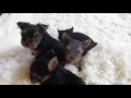 4 Tricks How to Potty Train Your Yorkie 4 Tricks How to Potty Train Your Yorkie