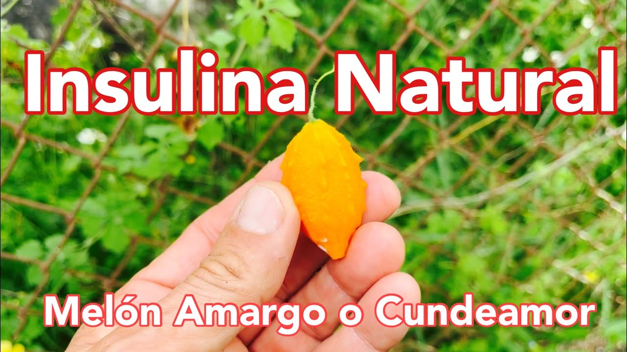 Semillas De Melón Amargo Largo Indio – Kho Qua R?ng Gai No Transgénico (Mai's Family)