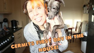 italian greyhound puppy first day at home