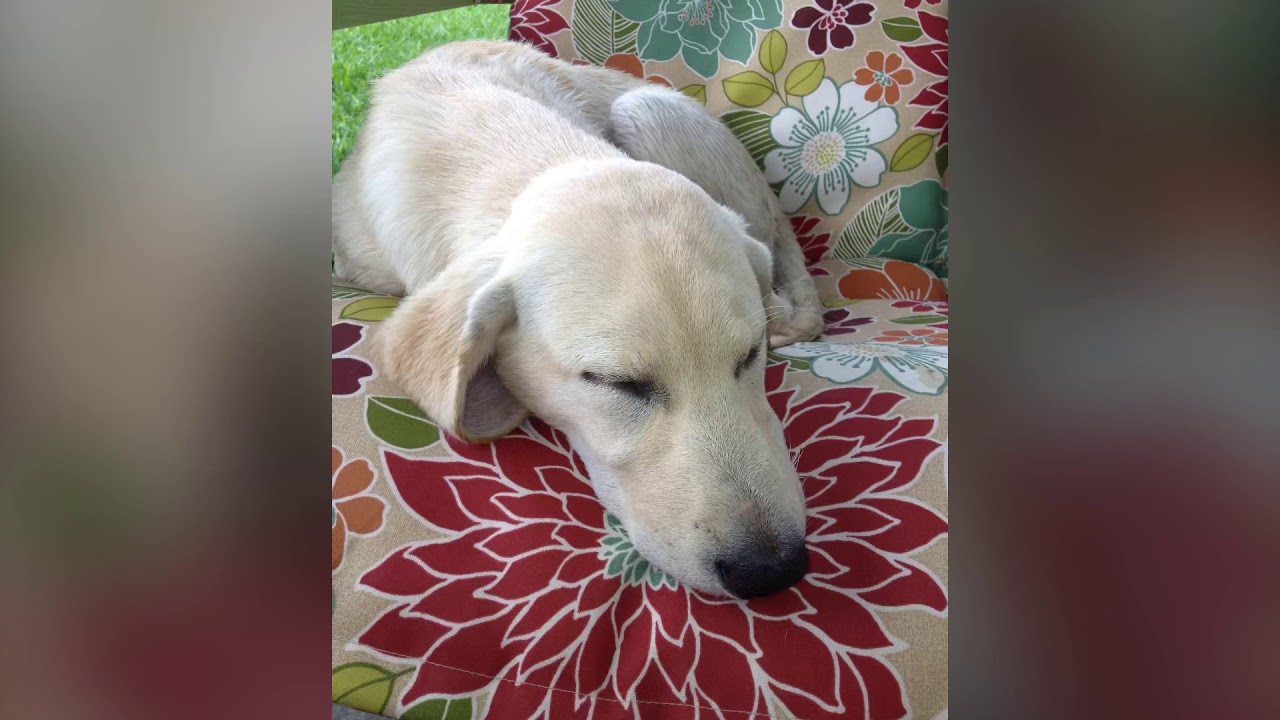 Best Lab ever YouTube