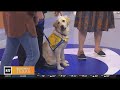 Lonestar teaches service dog etiquette