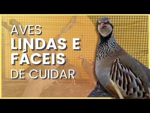 Vídeo: De onde os chukar são nativos?