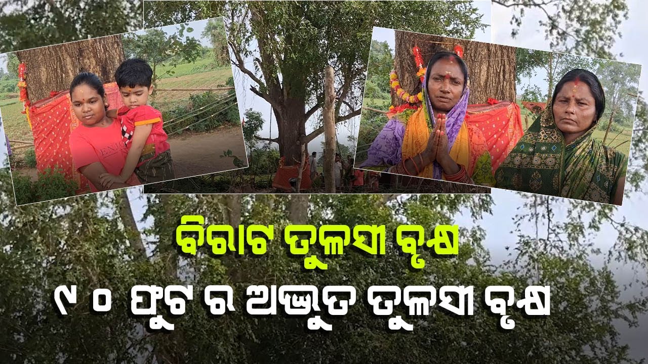 ବିରାଟ ତୁଳସୀ ବୃକ୍ଷ, ୯୦ ଫୁଟ ର ଅଦ୍ଭୁତ ତୁଳସୀ ବୃକ୍ଷ । ସାଲେପୁର ।