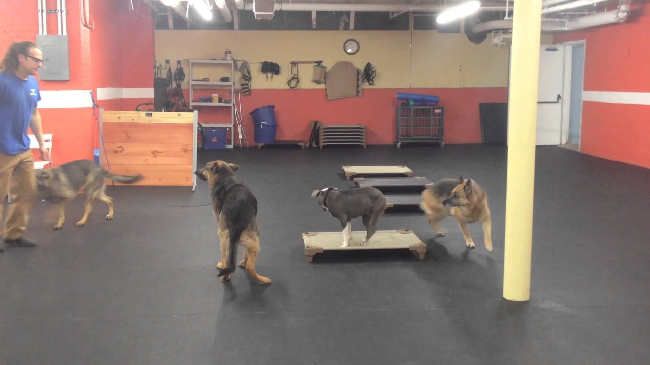 Aggressive dog Training Place YouTube