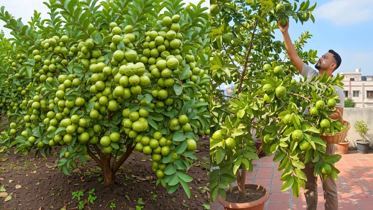 🌱 Amazing Guava Tree Propagation from Sucker | Live Gardening Demo #livestream #live