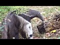 Großer Ameisenbär Zoo Berlin