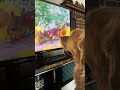 Bentley’s tv (throwback) #goldenretriever