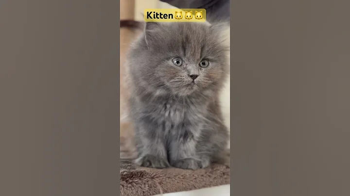 Video 9677051: persian cat mainecoon, persiancat mainecoon, mainecoon cat funnycat, mainecoon cat meow, mainecoon catplaying, persian kittens playing funny