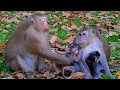 Curious baby monkey! A exciting moment as it starts observing humans