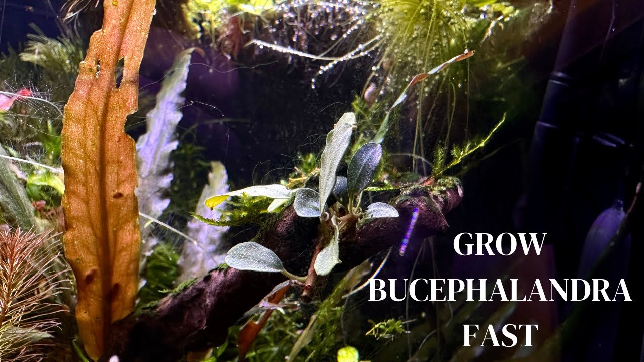 HOW TO GROW BUCEPHALANDRA FAST! (Emersed Setup) Live Aquarium Plant