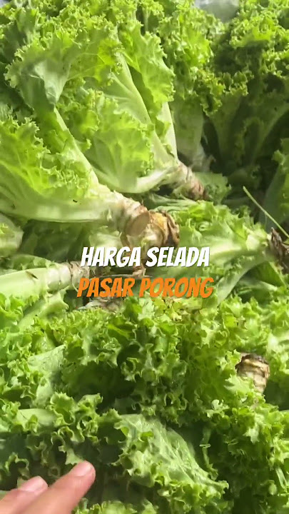 Harga selada hari ini