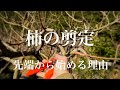 柿の木の剪定#25 富有柿の剪定講座【先端から始める理由】