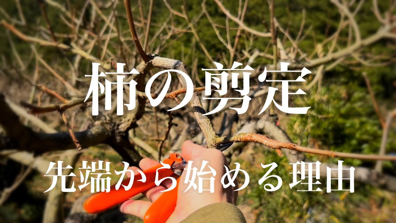 柿の木の剪定 25 富有柿の剪定講座 先端から始める理由 Youtube 柿の木の剪定 25 富有柿の剪定講座 先端から始める理由 Youtube