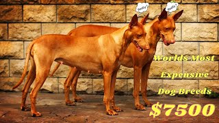 Pharaoh Hound most expensive dog in the world | El sabueso del faraón, el perro más caro del mundo