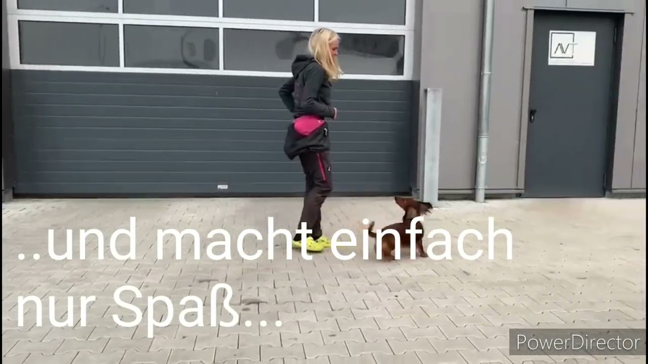 Dackel Lucki im Hundeinternat