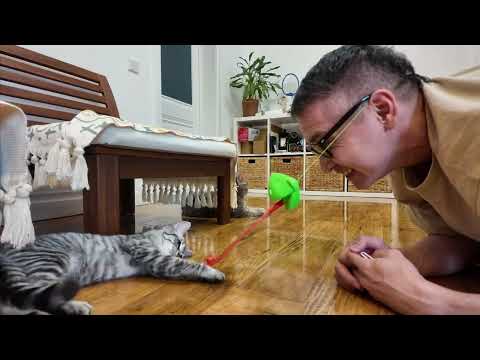 CUTE CATS ₍^. .^₎⟆ Funny Cats Best Moment of Week! Kuma & Yuki | Fluffy Games with Dad Ep. 64