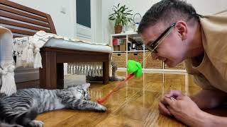 CUTE CATS ₍^. .^₎⟆ Funny Cats Best Moment of Week!  Kuma & Yuki | Fluffy Games with Dad Ep. 64