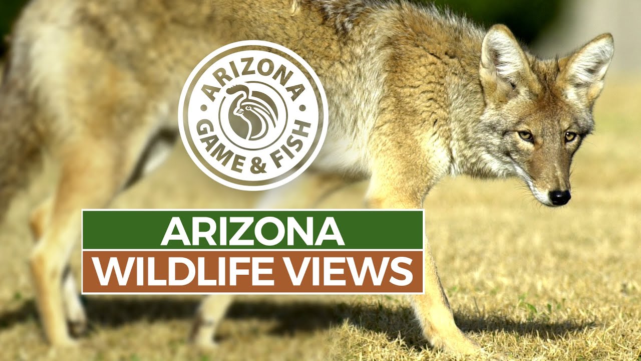 Why are we seeing more coyotes in the Phoenix area? Wildlife