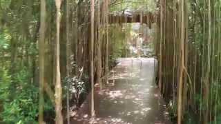 Куда поехать и что посмотреть на Пхукете? Ботанический сад. Rainforest