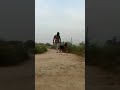 Sometimes it looks so scary 😅 #shorts #viral #labrador #germanshepherd