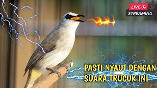 Download Lagu ROPELAN PANJANG TRUCUKAN GACOR cocok untuk latihan burung bahan agar mau bunyi MP3