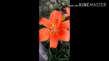 قراءة لماتيسر من سورة المائدة القاريء وليد الشامي