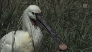 What’s happening at RSPBs Fairburn Ings nature reserve?
In July 2019, we helped the RSPB buy Fairburn Tips, part of the RSPB Fairburn Ings reserve in West Yorkshire.
Fairburn Tips was once a dumping ground for coal mining. With the RSPBs hard work, and the support of our Ecotalk customers, we were delighted to see Spoonbill fledglings (fondly named teaspoons by the RSPB team) and Cattle Egret hanging out with Highland Cattle in the grassland. We love sharing these special moments with you
About Us
Green electricity didnt exist in the world back in 1996. When we offered it for the first time, we became not just Britain’s but the world’s first green electricity company – and we kick-started the now global green electricity movement. Our mission was and remains to change the way electricity is made and used in Britain.
We chose this focus because conventional electricity is responsible for 30% of Britain’s carbon emissions – it’s our biggest single source as a nation, and therefore the biggest single thing we can change.
Social
Website: https://www.ecotricity.co.uk
Facebook: https://www.facebook.com/ecotricity
Instagram: https://www.instagram.com/ecotricity
Twitter: https://twitter.com/ecotricity
Youtube: https://www.youtube.com/ecotricity What’s happening at RSPBs Fairburn Ings nature reserve?