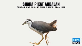 SUARA PIKAT ANDALAN : Suara Pikat Burung Ruak Ruak Di Alam Liar (100% Ampuh)