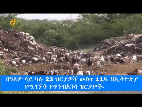 ቪዲዮ: በሠራዊቱ ውስጥ የሚንቀሳቀሰው ዕቃ ምንድን ነው?