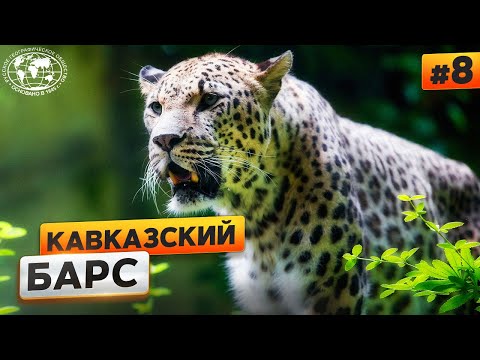 Животный мир Кавказа. Леопард | @Русское географическое общество