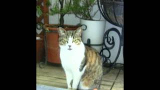 ネコマムシ ねこまむし とは ピクシブ百科事典 ネコマムシ ねこまむし とは ピクシブ百科事典