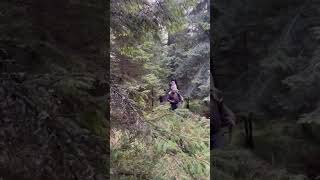 Carpathian red stag / Karpaten Hirsch #jagen #hirschjagd #biggamehunter #mountainhunting  #deer