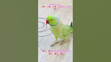 تلاوه خاشعه من الذكر الحكيم #اكسبلور #cutebird #foryou #birds #parrot #cuteparrot