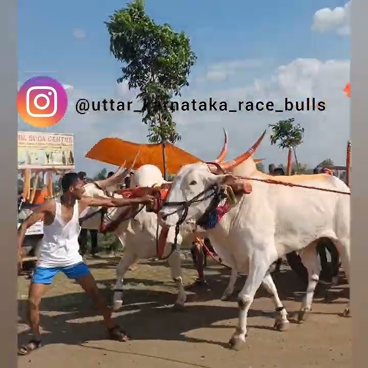 mudhol bulls 🔥