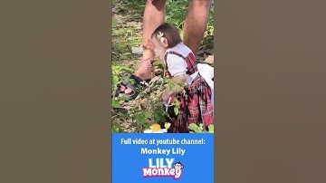 Dad takes Lily to a special place P2 #shorts #short #monkey