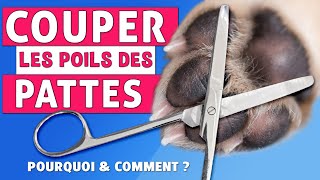 Trim hair from the dog's legs HOW / WHY? by Peps et Scot Passion Chiens 14,391 views 4 months ago 14 minutes, 19 seconds