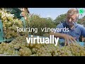 Coronavirus: Georgia&#39;s Centuries-Old Wine Tradition Turns To Virtual Reality