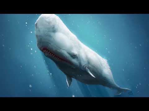 Moby dick the sperm whale Moby dick the sperm whale