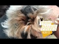 Hairy Dog Paw Pads - How to Trim Hair Between Toes