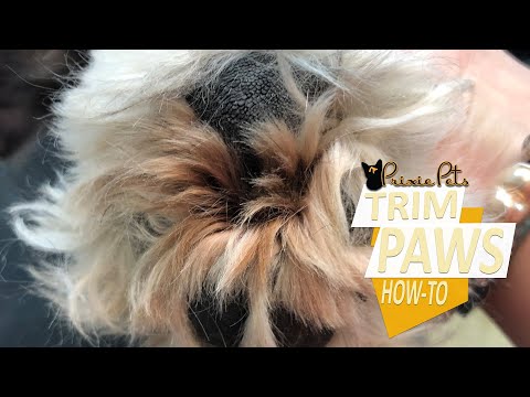 Hairy Dog Paw Pads - How to Trim Hair Between Toes