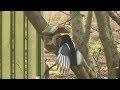 Garden Birds on Peanut Butter Feeder HD